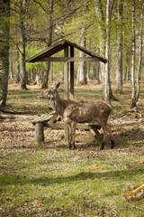 animaux en liberté