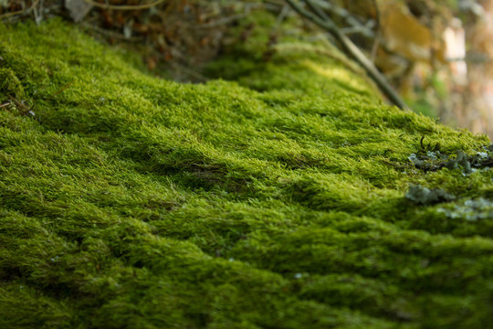 Outono na floresta