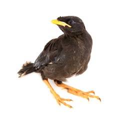 Common myna - baby bird on white background