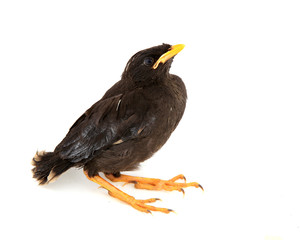 Common myna - baby bird on white background