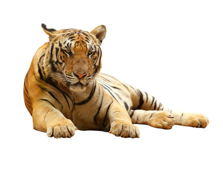 Tiger with clupping path