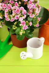 Beautiful flowers in pots on wooden table close-up