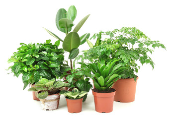 Beautiful flowers in pots isolated on white