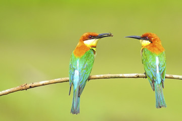 Chestnut-headed Bee-eater