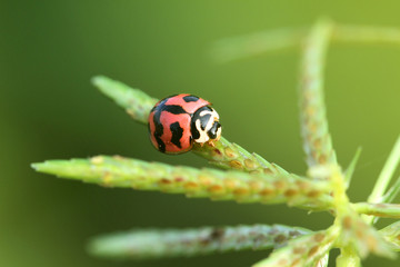 Obraz premium Ladybugs