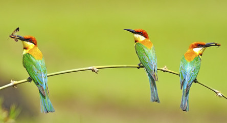 Chestnut-headed Bee-eater