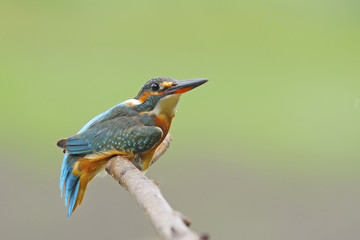 female Common Kingfisher