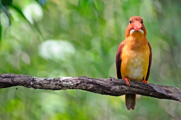 male Ruddy Kingfisher