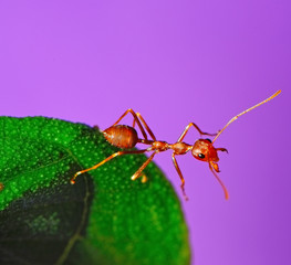 red ant