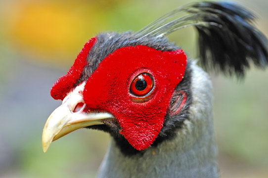 Siamese Fireback