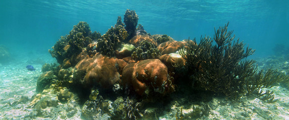 Coral reef panorama