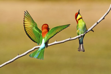 Chestnut-headed Bee eater