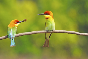 Chestnut-headed Bee eater