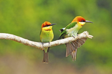 Chestnut-headed Bee eater