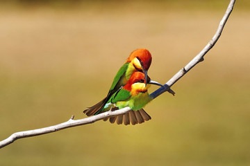 Chestnut-headed Bee eater