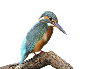 Common Kingfisher