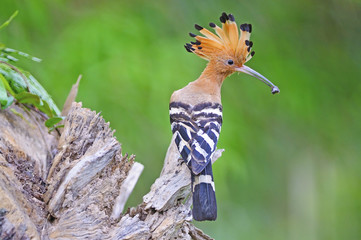 beautiful bird, Eurasian Hoopoe (Upupa epops) possing on branch