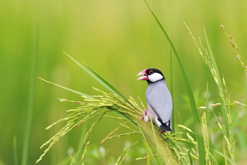 Java Sparrow