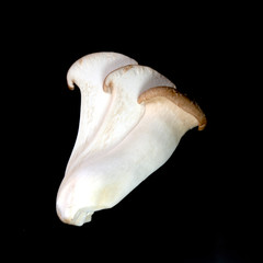 king oyster mushrooms (pleurotus eryngii)