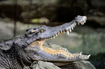 Vlies Fototapete Krokodil Siamesisches Krokodil