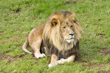 Obraz na płótnie Canvas Male lion lying