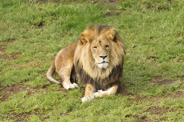 Obraz na płótnie Canvas Male lion lying