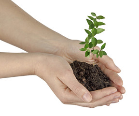 Sapling in hands