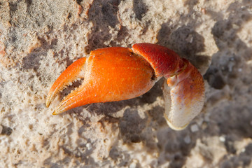 Claw of crab, broken