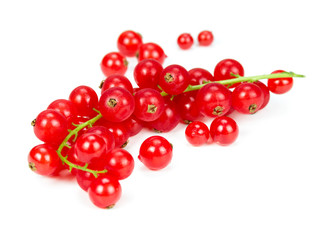 Sprig of red currant