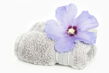 Blaue Hibiscusblüte mit Wassertropfen auf einem Handtuch