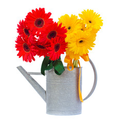 red and yellow gerbera flowers in watering can