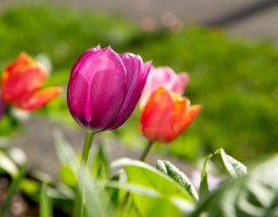 Beautiful Purple Tulip Blooming in Spring Garden