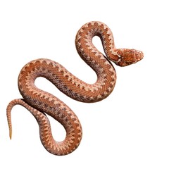 Fototapeta premium Wąż żmija zwyczajna na białym tle