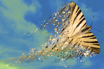 farfalla in frantumi