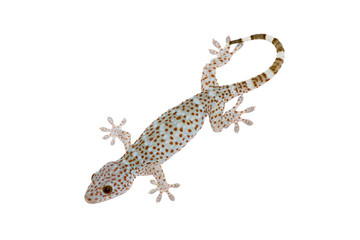 gecko on white background