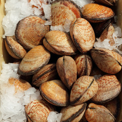 edible clams on belgian fish market, Brussels © Malgorzata Kistryn