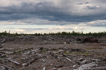 logs debris