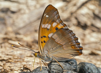 Butterfly (Apatura substituta) 2