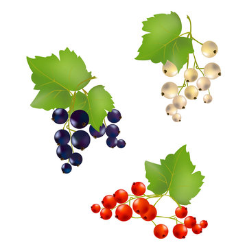 set currant berries