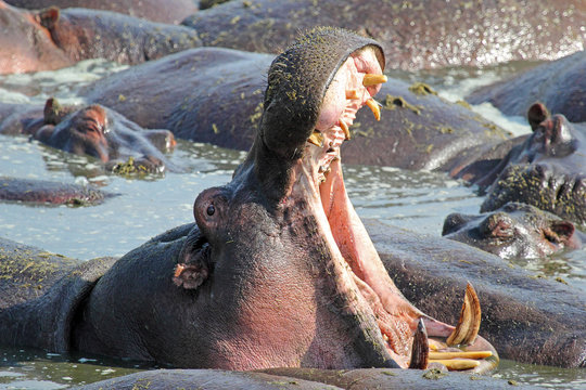 Hippo yawning and displaying teeth