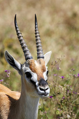 Portrait of Thomson's gazelle