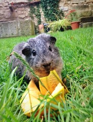 pet enjoying the grass