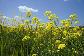 小矢部川の菜の花