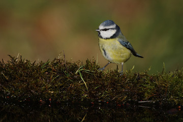 Blue tit, Parus caeruleus