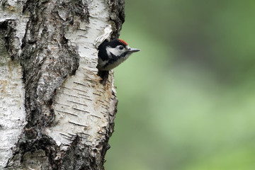 Great-spotted woodpecker, Dendrocopos major, 