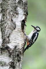 Great-spotted woodpecker, Dendrocopos major,