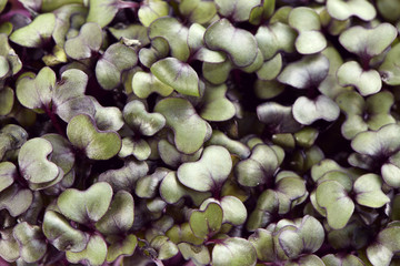 Growth purple garden cress isolated shot from above extreme clos