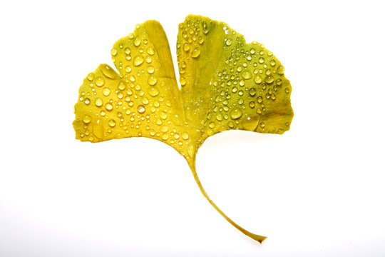 Gingko leaf with water droplets, elevated view