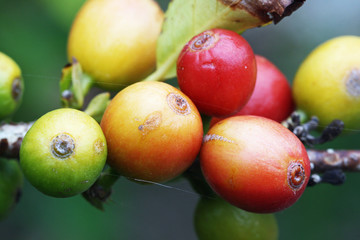 PFLANZEN_1504_Kaffeebeeren