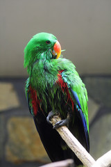 TIERE_1351_Papagei_Edelpapagei